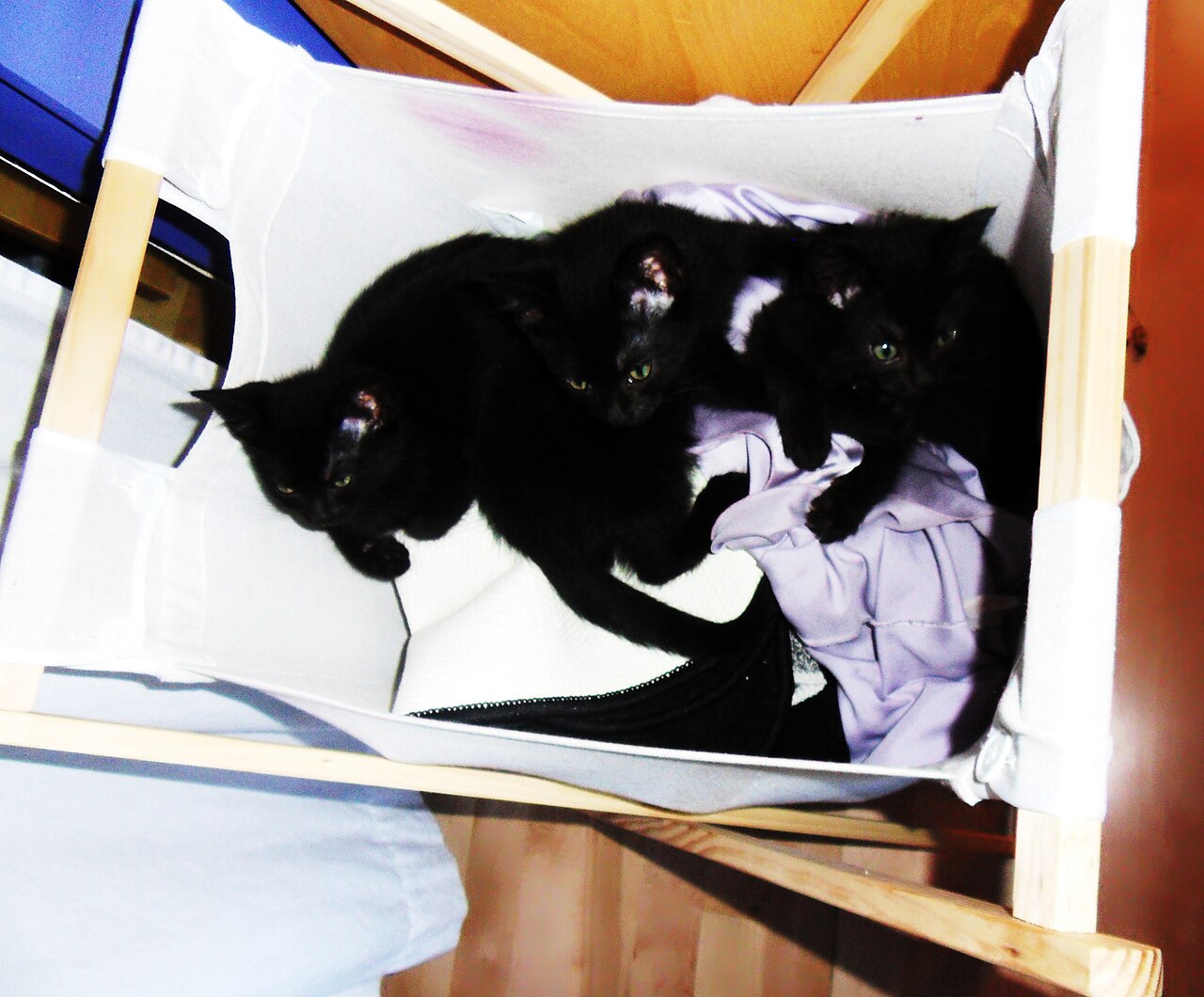 Drie zwarte katjes liggen in een linnen wasmand tussen de was