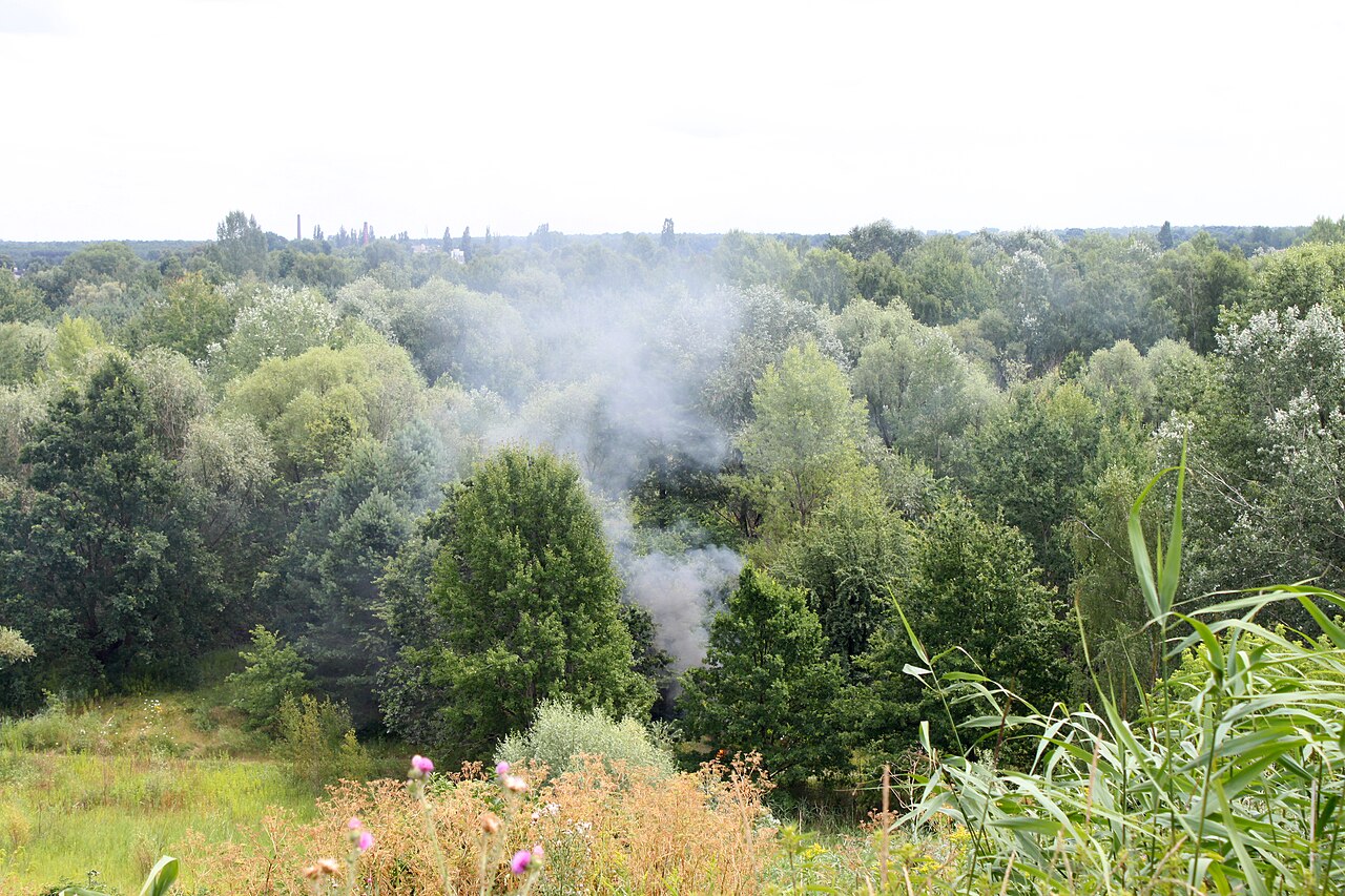 Rook van een kampvuur die tussen de bomen omhoog trekt